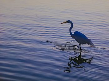 Birds in water