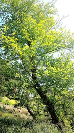 Low angle view of flowering tree in forest