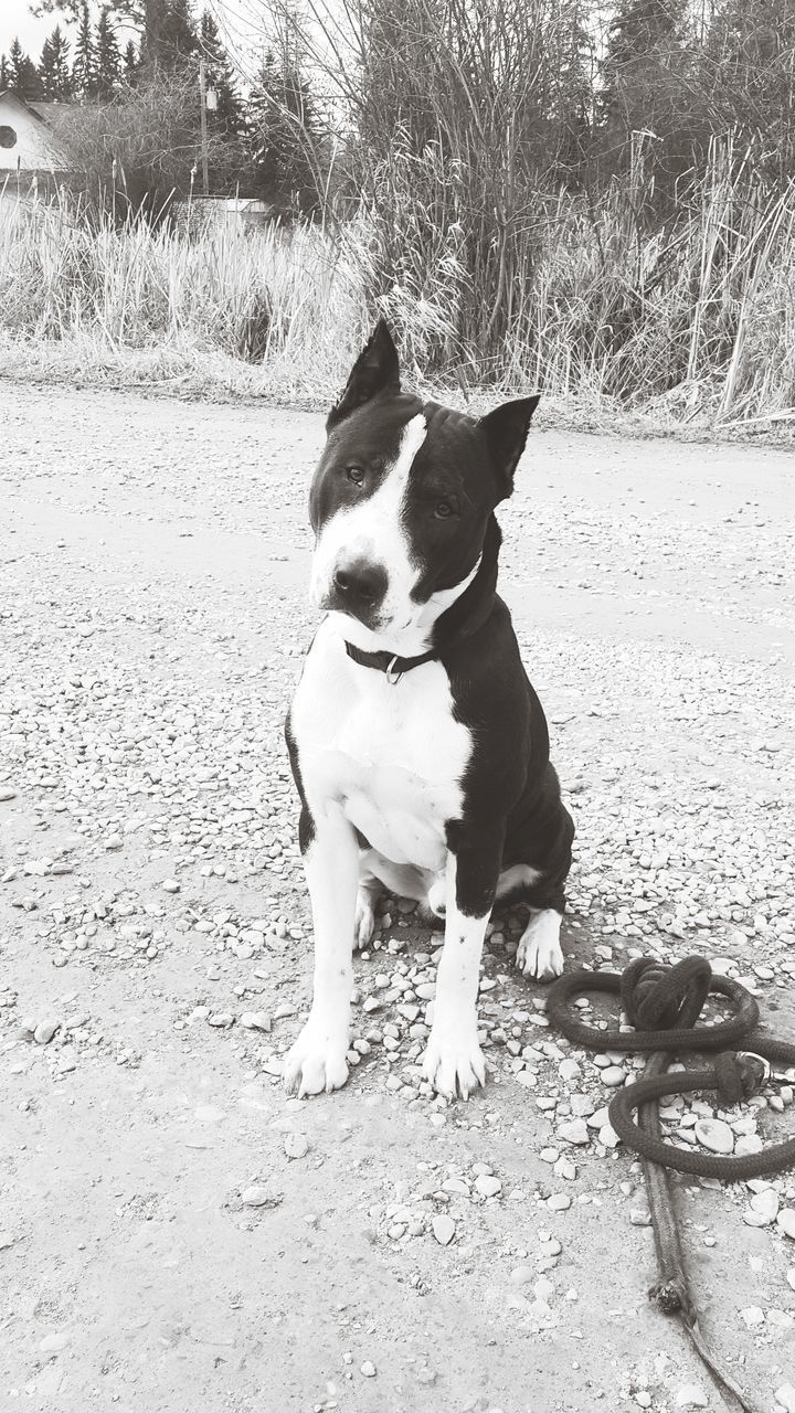 DOG SITTING ON SAND AT BEACH