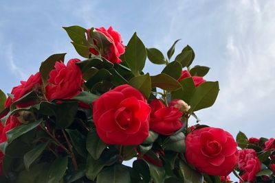 Low angle view of red roses blooming against sky