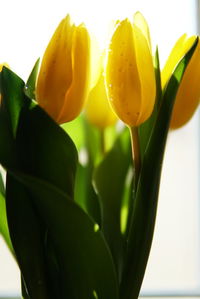Close-up of yellow flowering plant