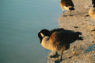 View of bird in lake