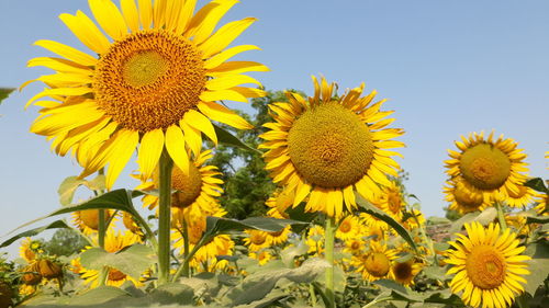 Close-up of yellow sunflower against clear sky