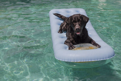 Dog on pool raft in swimming pool