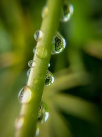 Close-up of water drops on plant
