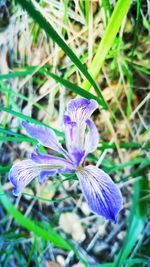 Close-up of purple crocus flowers blooming outdoors