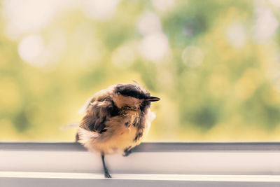 Close-up of bird perching indoors