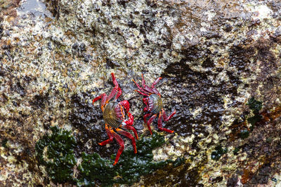 View of coral in sea