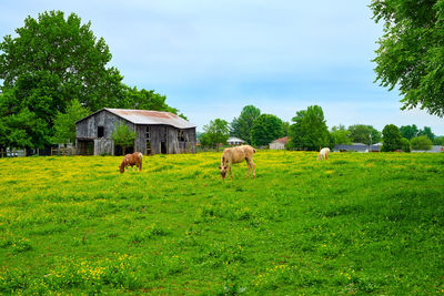 View of a horse in field