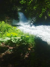 Scenic view of waterfall in forest