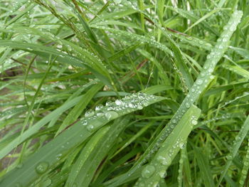 Close-up of water drops on plant