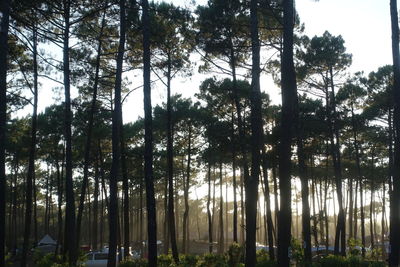Low angle view of trees in forest
