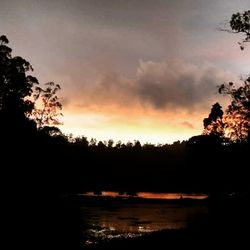 Silhouette of trees at sunset