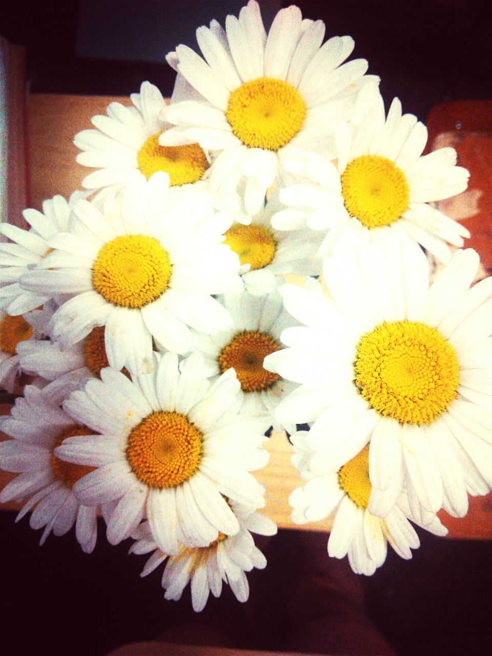 flower, petal, freshness, indoors, fragility, flower head, white color, beauty in nature, daisy, high angle view, close-up, nature, pollen, black background, yellow, vase, table, bunch of flowers, no people, growth