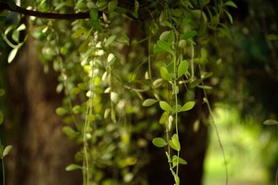 Close-up of plant growing outdoors