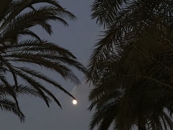 Low angle view of silhouette palm tree against sky at night