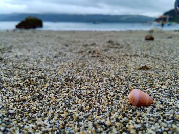 Close-up of shells on sand at beach