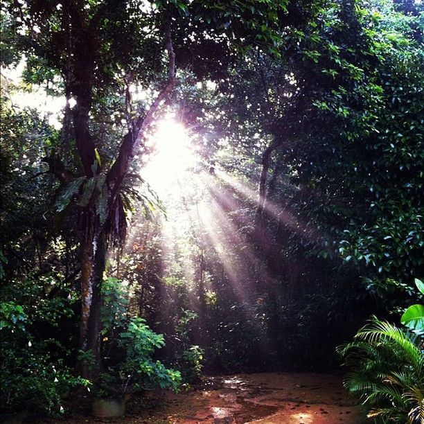 tree, the way forward, sunlight, sunbeam, growth, tranquility, sun, nature, forest, lens flare, beauty in nature, tranquil scene, diminishing perspective, footpath, green color, branch, scenics, tree trunk, sunny, vanishing point