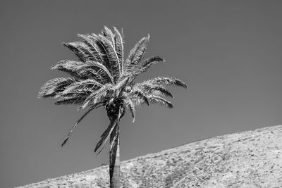 black and white