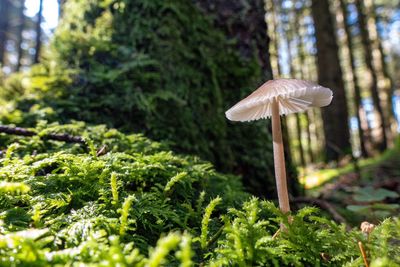 Close-up of mushroom growing in forest
