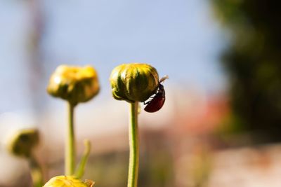 Close-up of yellow flowering plant