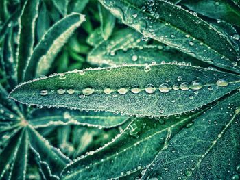 Close-up of raindrops on leaves