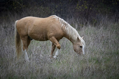 View of a horse grazing in field