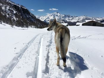 Dog on snow field against sky