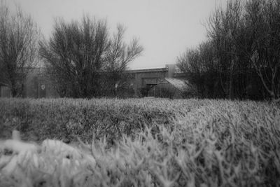 Trees on grassy field