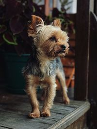 Close-up of dog