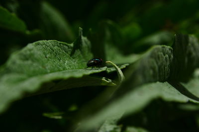 Close-up of insect on leaf