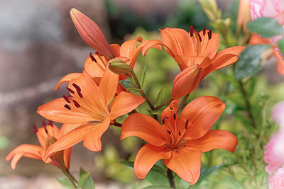 Close-up of orange lily on plant