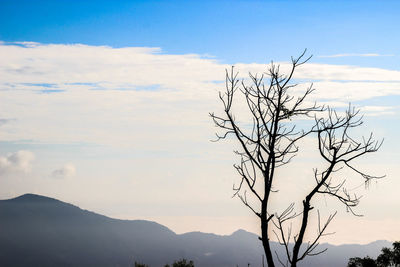 Bare tree on mountain against sky