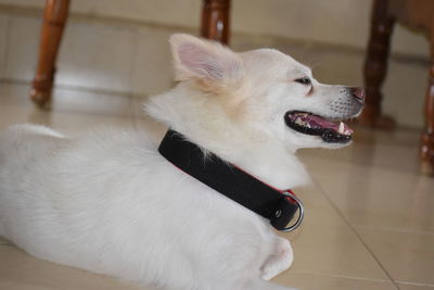 Close-up of a dog looking away