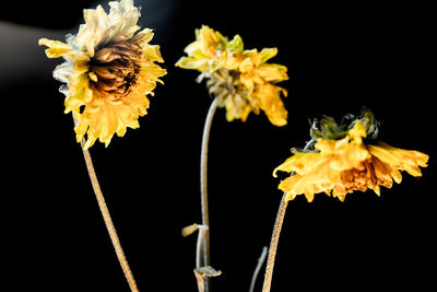 Close-up of yellow flowers against black background