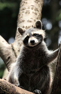 Close-up of portrait of raccoon sitting on tree