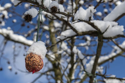 Low angle view of snow on tree