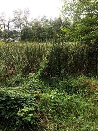 Plants growing on field