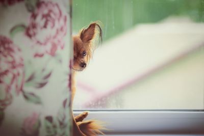 Dog hiding behind curtain sitting at window sill