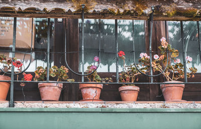 Potted plants in greenhouse