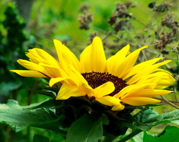 Close-up of yellow flower