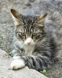 Close-up portrait of tabby cat