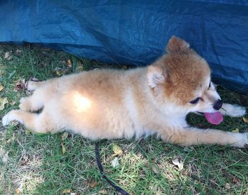 Dog relaxing on grass