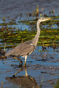 High angle view of gray heron on lake