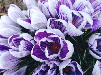 Close-up of purple flowers