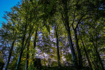 Low angle view of bamboo trees in forest