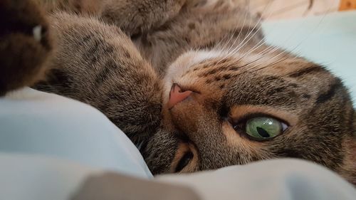 Close-up of a cat resting