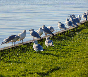 Birds perching on grass by lake