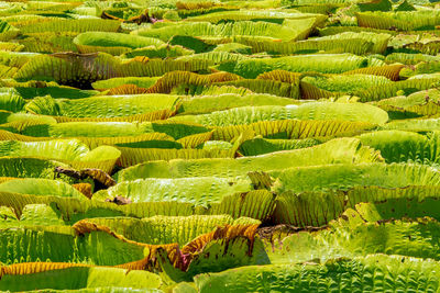 Scenic view of agricultural field