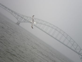 Low angle view of tree against sky